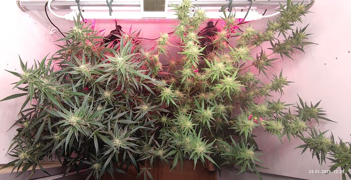 Growreport Bild 8
