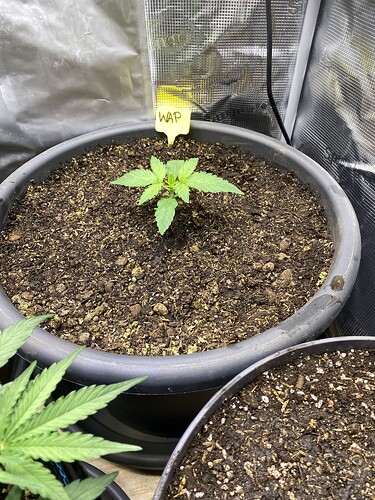 Growreport Bild 31