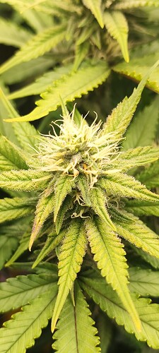Growreport Bild 19