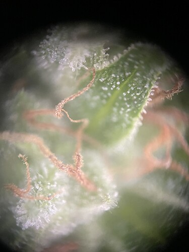 Growreport Bild 15