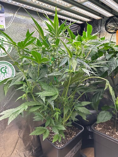 Growreport Bild 29