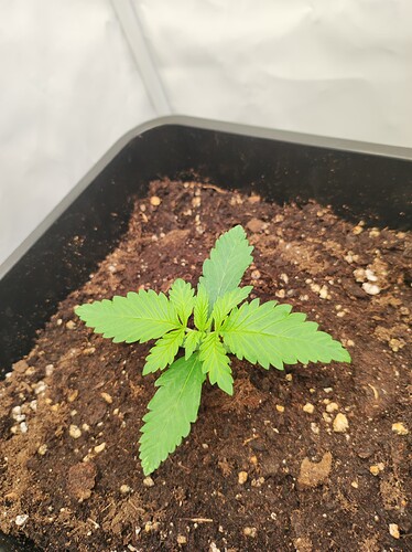 cherry cola tag 10 hintere