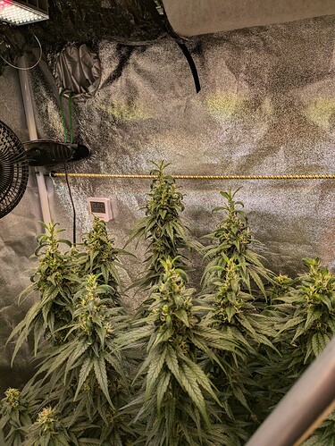 PXL_20240624_184241407.MP