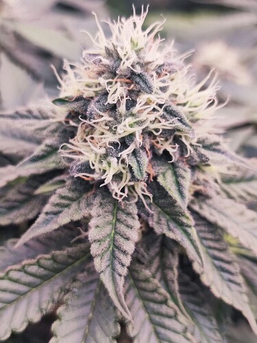 Growreport Bild 28