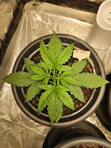 Growreport Bild 4