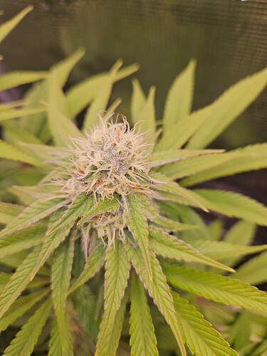Growreport Bild 12