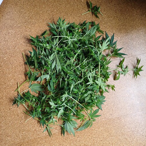 Growreport Bild 42