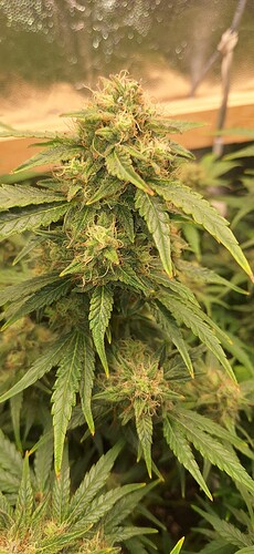 Growreport Bild 4