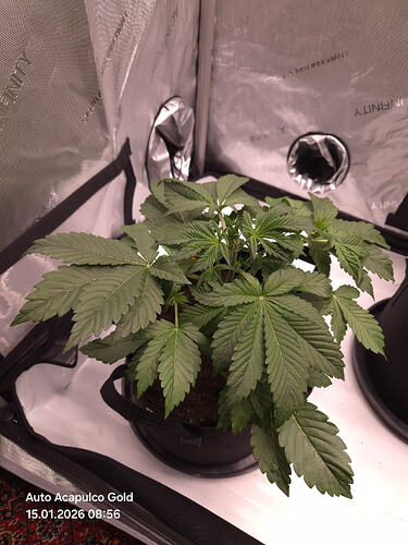 Eine junge Cannabispflanze in einem Growzelt, aufgenommen am 15.01.2026.