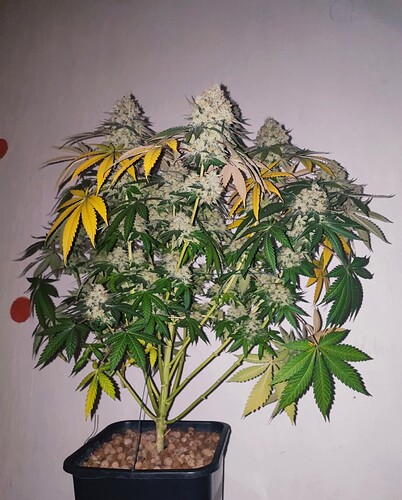 Growreport Bild 101