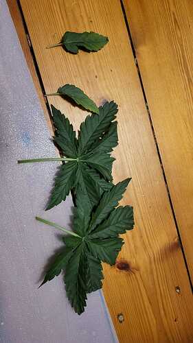 Growreport Bild 6
