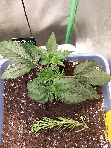 Growreport Bild 3