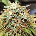 IMG_20240307_232011