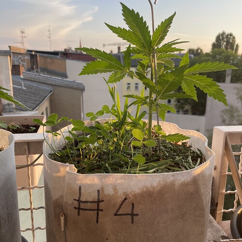 Growreport Bild 17