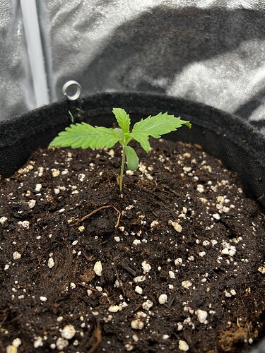 Growreport Bild 8
