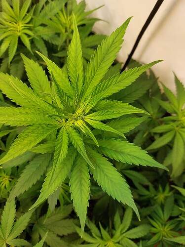Growreport Bild 9