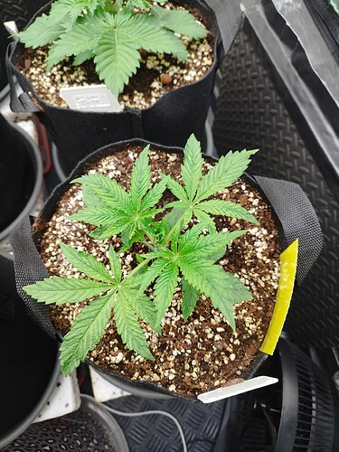Zwei junge Cannabispflanzen in Vlies-Töpfen, eine davon mit gelblichen Blattadern.