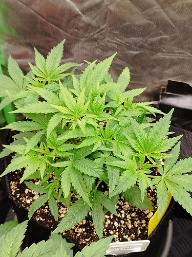 Eine junge Cannabispflanze in einem Vliesstofftopf mit Erde und Perlit. Die Pflanze hat mehrere grüne Blätter und zeigt Anzeichen von neuem Wachstum an den Spitzen.