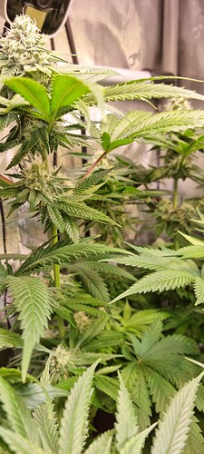 Growreport Bild 24