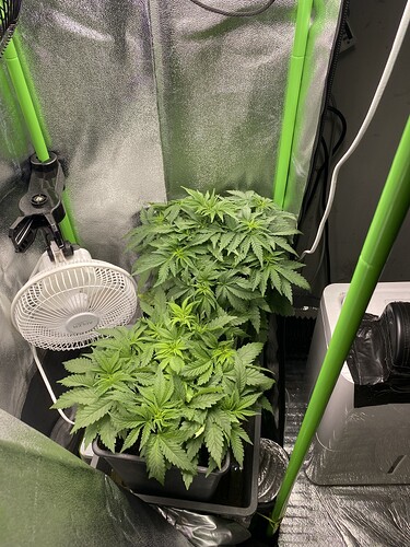 Growreport Bild 45