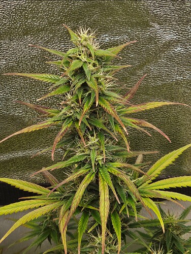 Growreport Bild 2