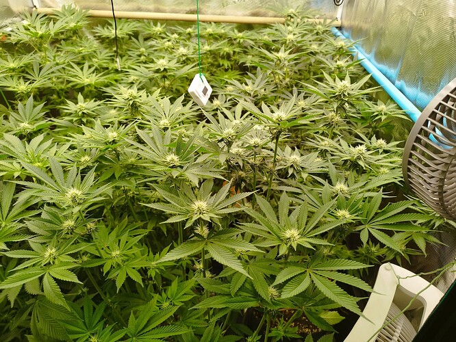 Growreport Bild 2