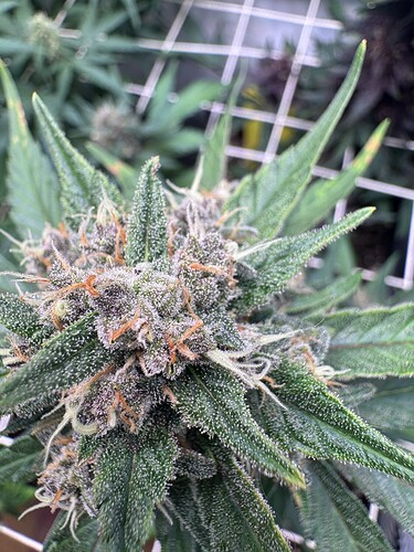 Growreport Bild 52
