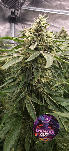 Growreport Bild 46