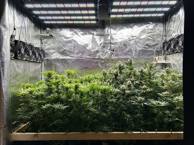 Eine Growbox mit mehreren Cannabispflanzen in der Blütephase, beleuchtet von LED-Lampen und belüftet durch mehrere Ventilatoren.