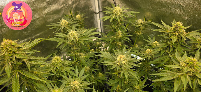 Growreport Bild 4