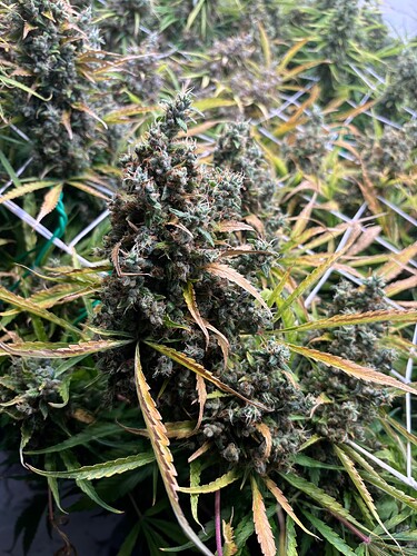 Growreport Bild 18