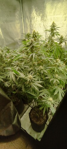 Growreport Bild 7