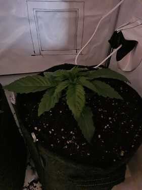 Growreport Bild 4