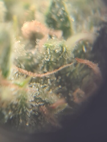 Growreport Bild 32