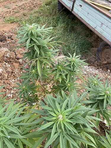 Growreport Bild 3