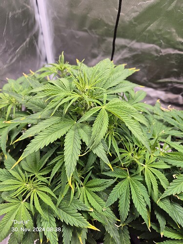 Growreport Bild 2