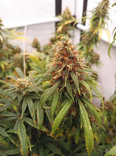 Growreport Bild 14