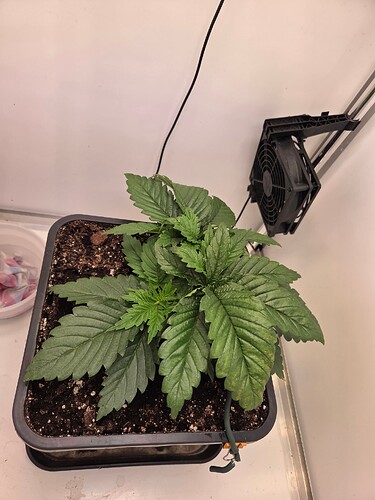 Growreport Bild 1