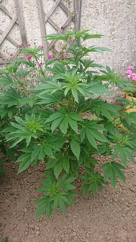 Growreport Bild 5