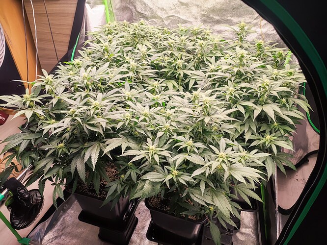 Growreport Bild 4