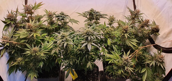 Growreport Bild 4