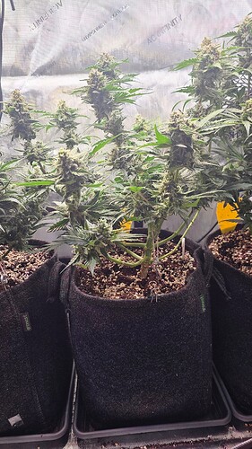 Growreport Bild 7