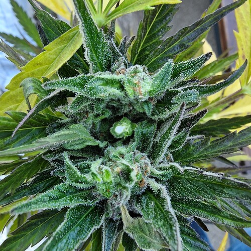 Growreport Bild 6