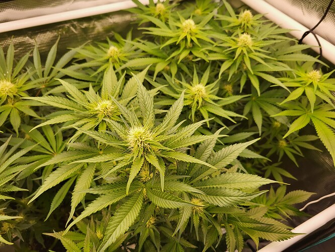 Growreport Bild 7