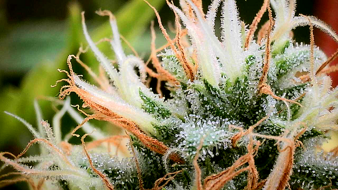 Growreport Bild 18