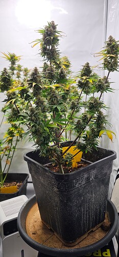 Growreport Bild 2