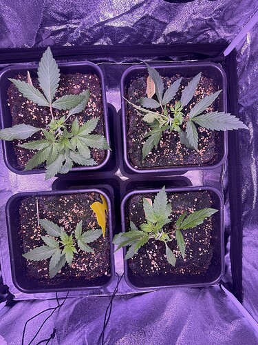 Growreport Bild 19