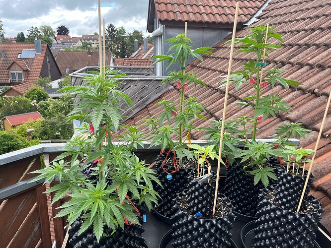 Growreport Bild 2