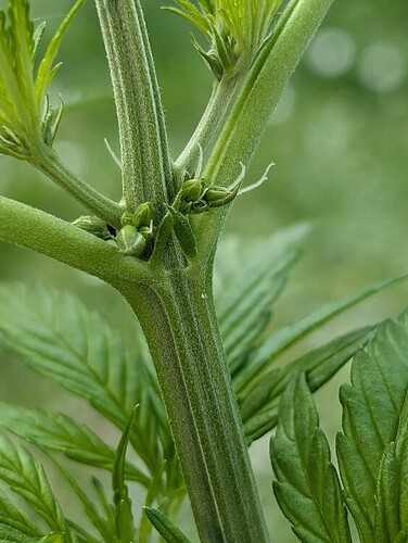 0d2ca8e419a036f4c53cfb72fe28012e2a27cf2f_2_564x750