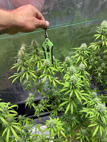 Growreport Bild 36